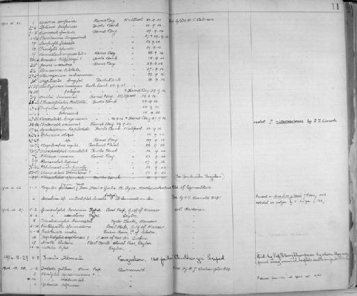 Tanais willemoesii Studer - Zoology Accessions Register: Crustacea: 1905 - 1935: page 11