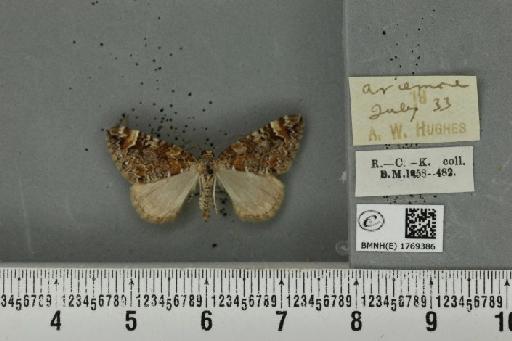 Dysstroma truncata truncata (Hufnagel, 1767) - BMNHE_1769386_350150
