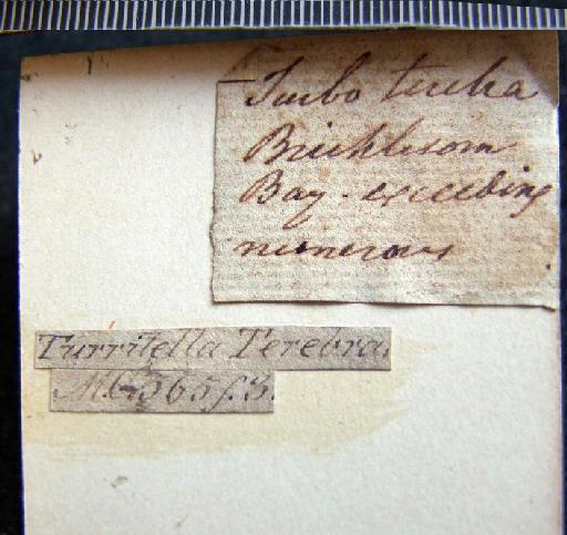 Turritellinella communis (Risso, 1826) - OR 43666. Turritella terebra (label back)