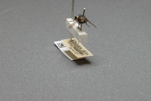 Sarcophaga (Myorhina) nigriventris Meigen, 1826 - 015091796_additional_4