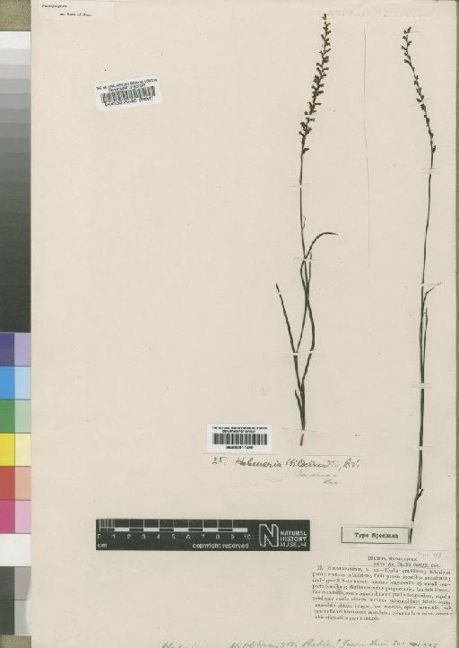 Tylostigma hildebrandtii (Ridl.) Schltr. - BM000032248