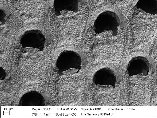 Steganoporella neozelanica var. magnifica Harmer, 1900 - PI D 32527 - Steginoporella
