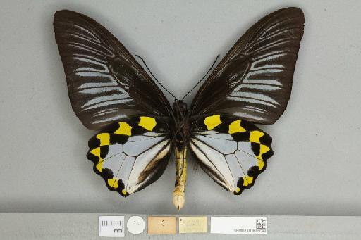 Troides hypolitus antiopa Rothschild, 1908 - 013606093_additional