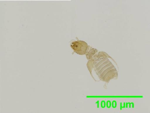 Liposcelis subfuscus Broadhead, 1947 - 010148460__2016_03_16_s1