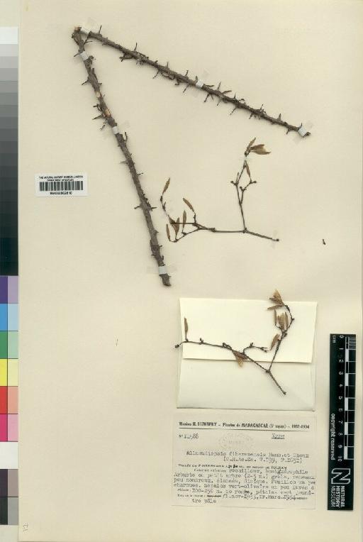 Alluandiopsis fiherenensis Humbert & Choux - BM000902610