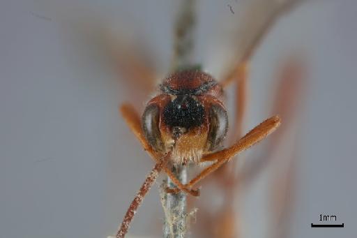 Odontagrypon carinifrons Cameron, P., 1906 - 015213394_Odontagrypon carinifrons_face