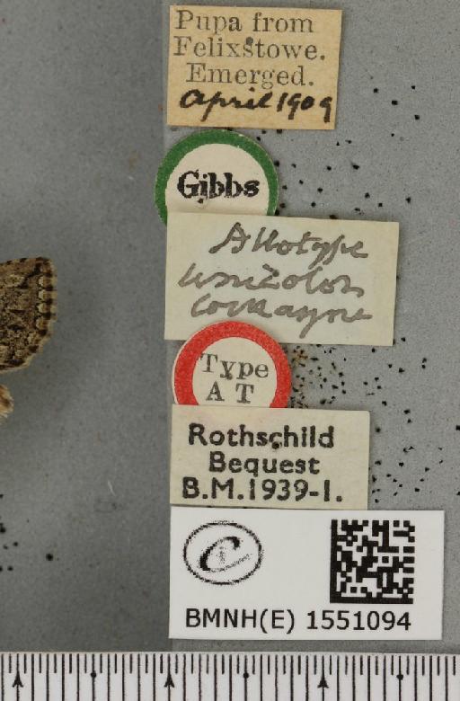 Polyploca ridens ab. unicolor Cockayne, 1951 - BMNHE_1551094_label_238403