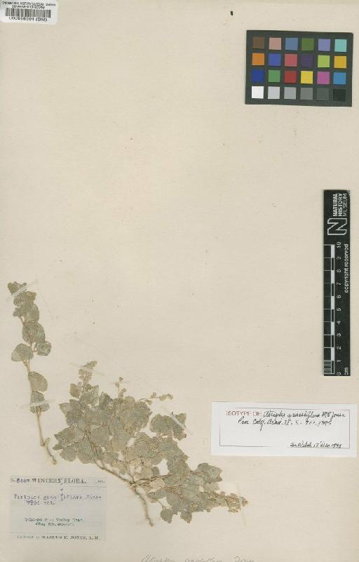 Atriplex graciliflora Jones - BM000566691 (2)