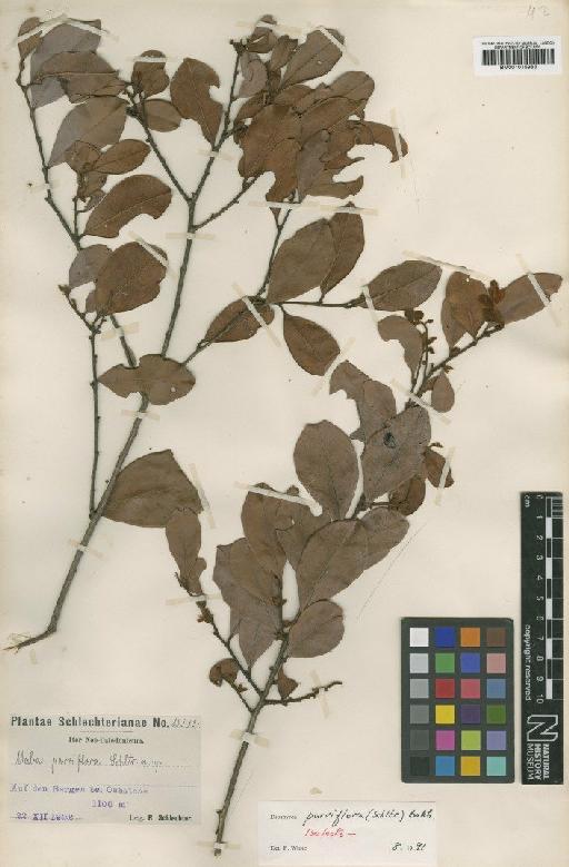 Diospyros parviflora (Schltr.) Bakh. - BM001015983