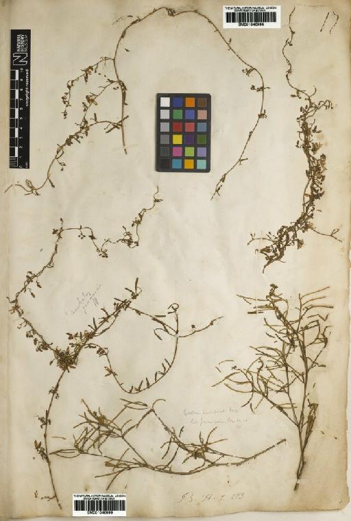 Croton linearis Jacq. - BM001046999