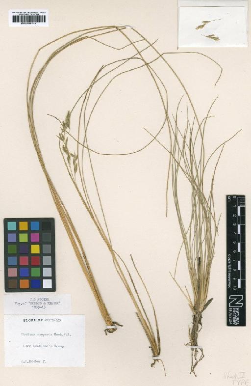 Festuca scoparia Hook.f. - BM000991451