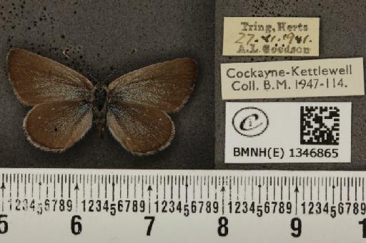 Cupido minimus ab. major Tutt, 1908 - BMNHE_1346865_150610