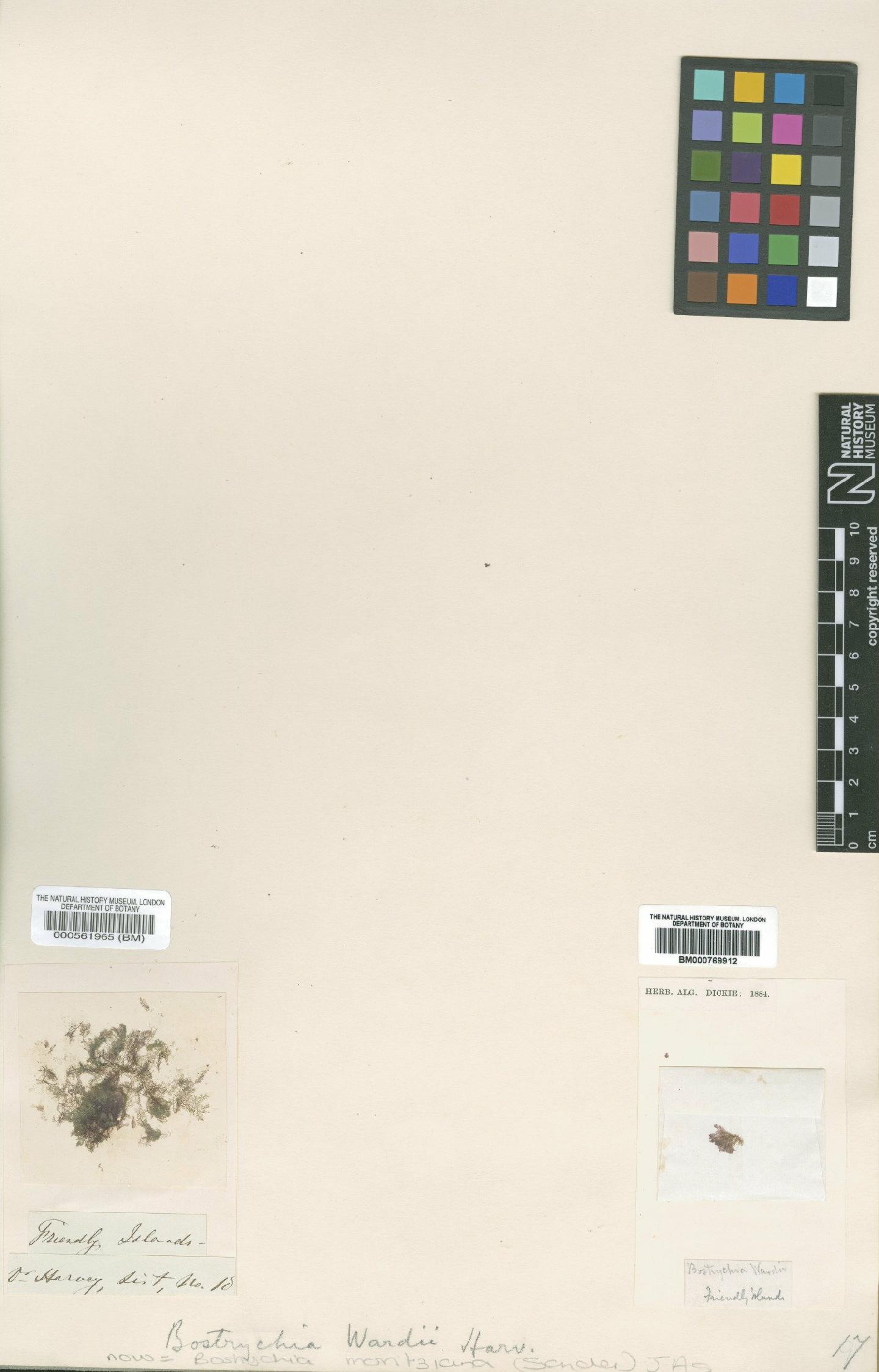 To NHMUK collection (Bostrychia wardii Harv. ex J.Agardh; Syntype; NHMUK:ecatalogue:4784567)