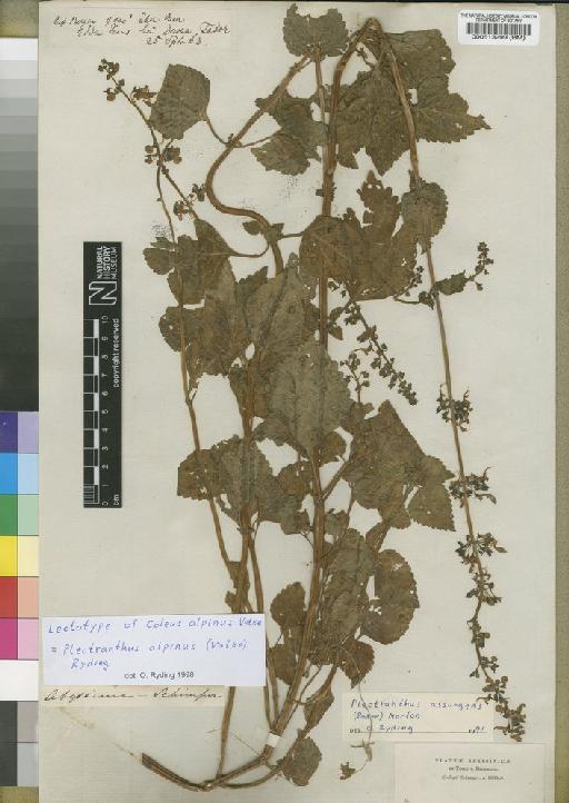 Plectranthus alpinus (Vatke) Ryding - BM000513299