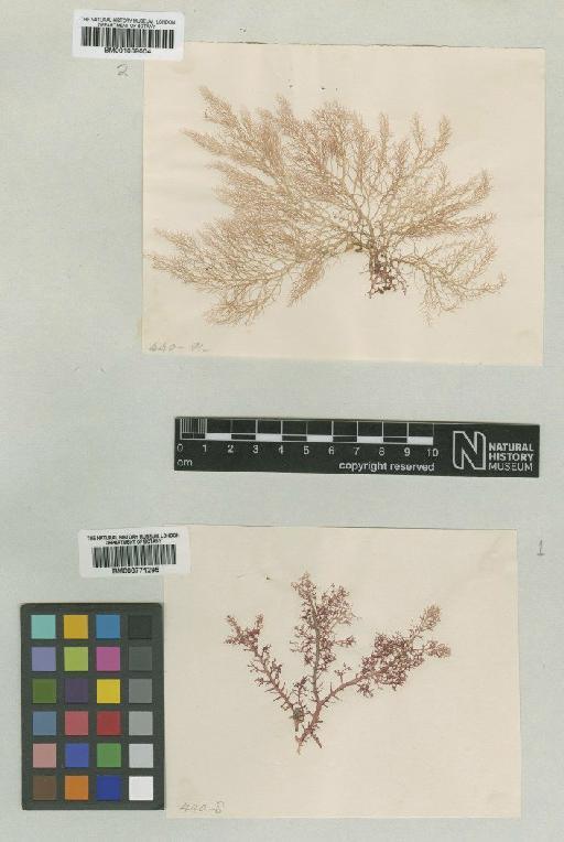 Gloiocladia fruticulosa (Harv.) R.E.Norris - BM000771295