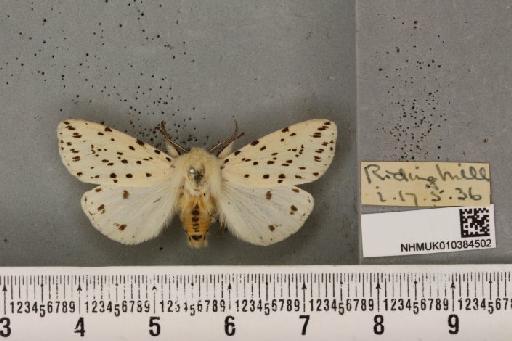 Spilosoma lubricipeda (Linnaeus, 1758) - NHMUK_010384502_508149
