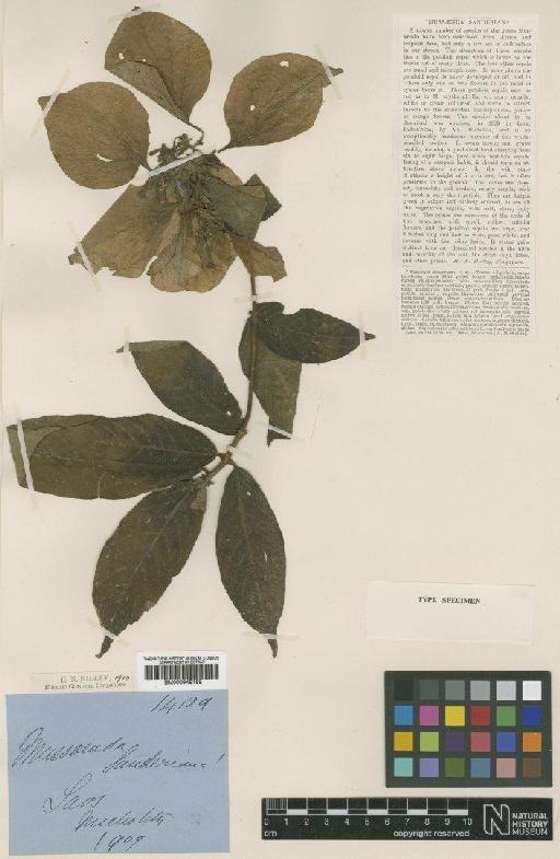 Mussaenda sanderiana Ridl. - BM000945189