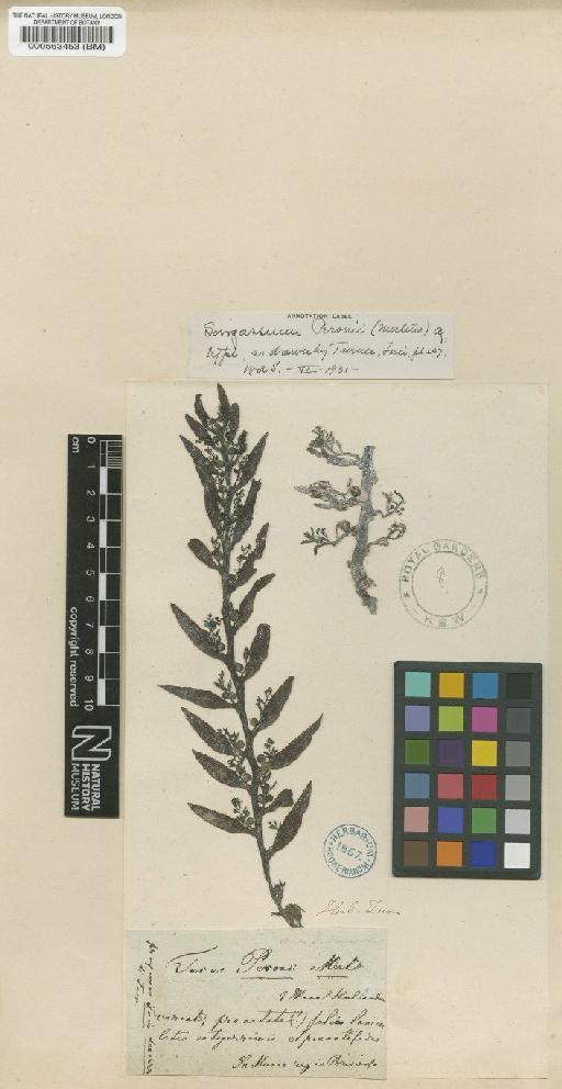 Sargassum peronii (mertens) C.Agardh - BM000563453