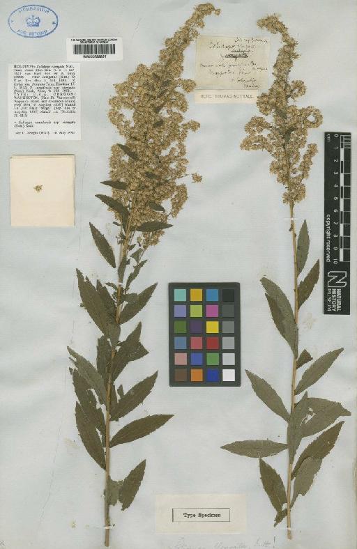 Solidago elongata Nutt - BM000799897