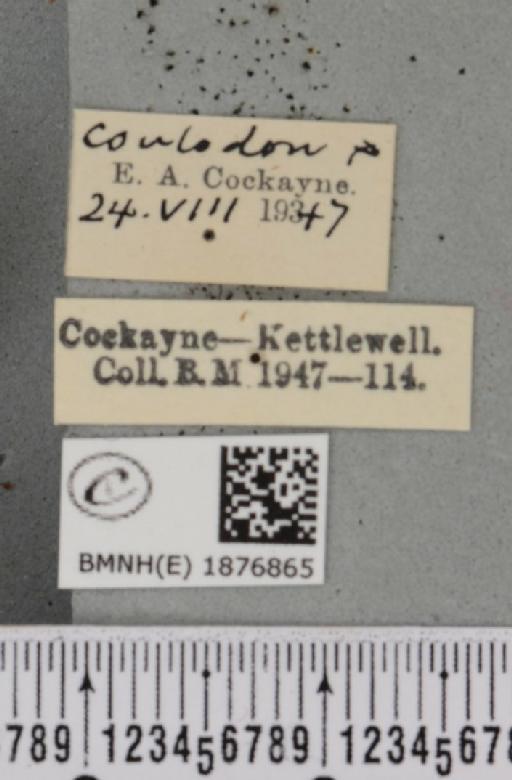 Selenia tetralunaria ab. nigrescens Cockayne, 1949 - BMNHE_1876865_label_449249