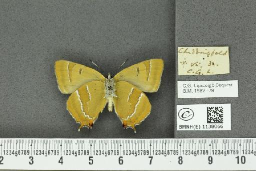 Thecla betulae (Linnaeus, 1758) - BMNHE_1138066_95179