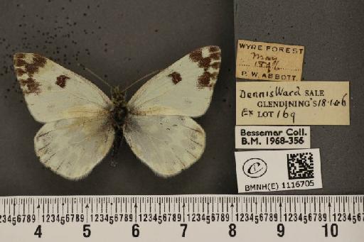 Pontia daplidice (Linnaeus, 1758) - BMNHE_1116705_68820