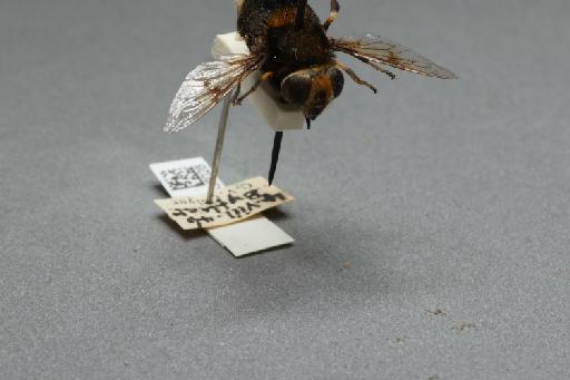 Eristalis (Eoseristalis) intricarius (Linnaeus, 1758) - 012536028_additional_4