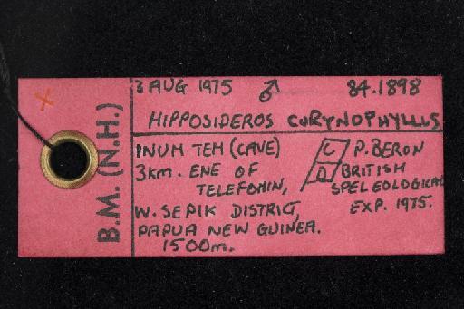 Hipposideros corynophyllus Hill, 1985 - 1984_1898-Hipposideros_corynophyllus-Holotype-Skull-label