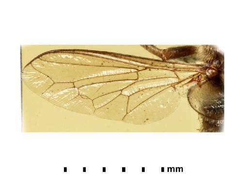 Ocnaea magna (Walker) - NHMUK010628969_Cyrtus_magnus_HT_wing