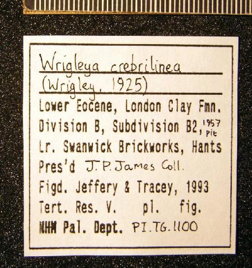 Wrigleya crebrilinea (Wrigley, 1927) - TG 1100. Wrigleya crebrilinea (label-3)