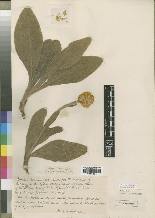 Helichrysum ceres Moore - BM000903998