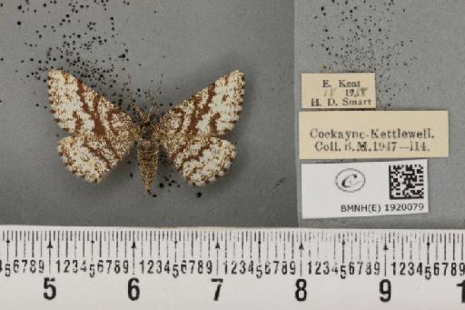 Ematurga atomaria (Linnaeus, 1758) - BMNHE_1920079_485854