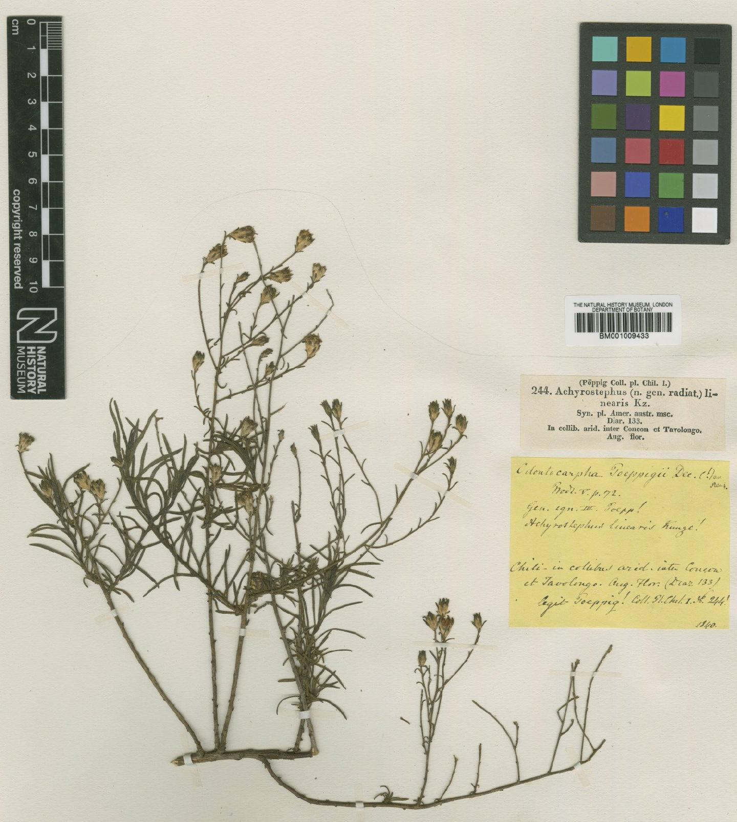 To NHMUK collection (Gutierrezia resinosa (Hook. & Arn.) S.F.Blake; Type; NHMUK:ecatalogue:610036)