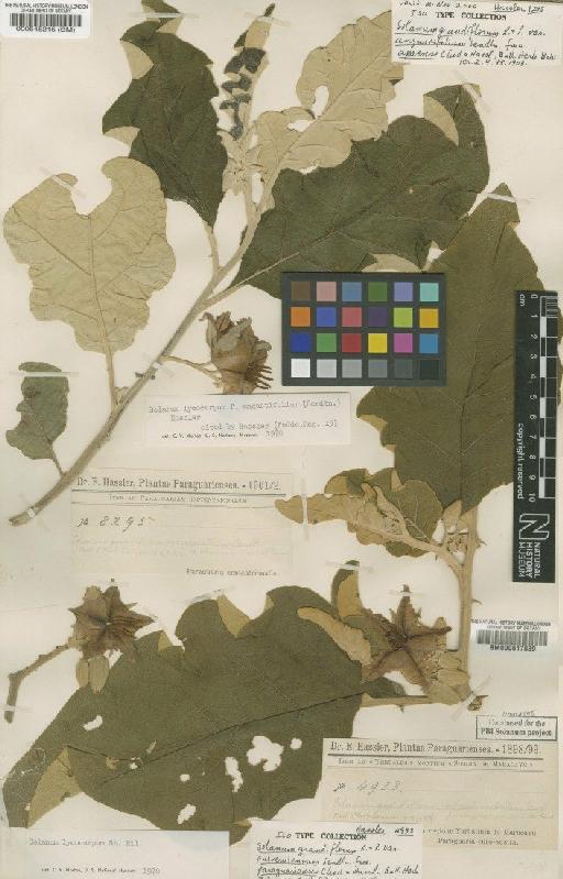 Solanum lycocarpum A.St.-Hil. - BM000545215