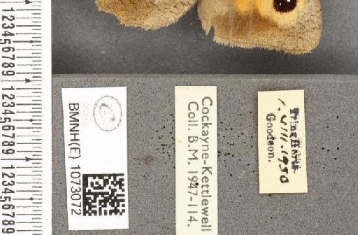 Maniola jurtina insularis ab. fracta Zweigelt, 1918 - BMNHE_1073072_label_39799