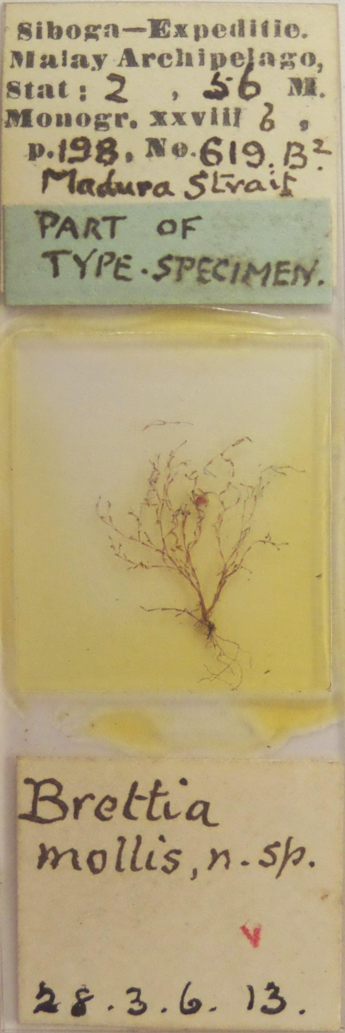 To NHMUK collection (Brettia mollis Harmer, 1926; TYPE; NHMUK:ecatalogue:3151408)