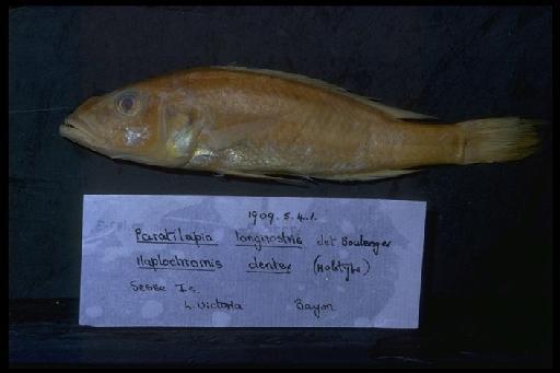 Haplochromis dentex Regan, 1922 - Haplochromis dentex; 1909.5.4.1