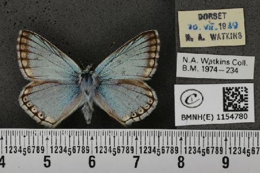 Lysandra coridon ab. fowleri-margino Bright & Leeds, 1938 - BMNHE_1154780_105865