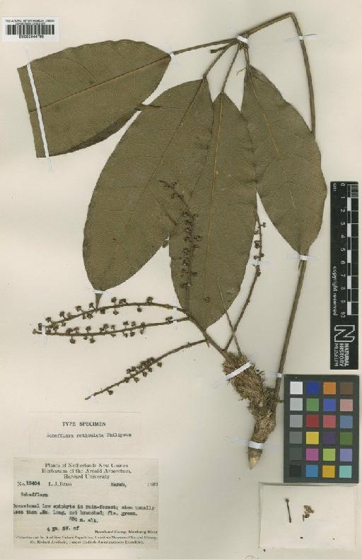 Schefflera reticulata Philipson - BM000944798