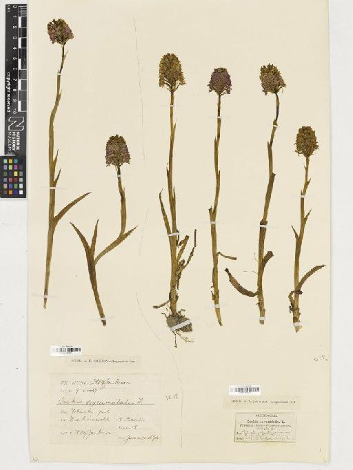 Anacamptis pyramidalis (L.) Rich. - BM001164523