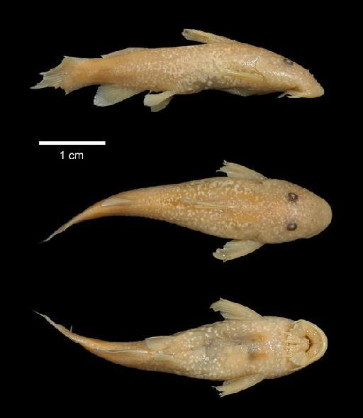 Chiloglanis neumanni Boulenger, 1911 - 1905.7.25.49; Chiloglanis neumanni; type; ACSI Project image