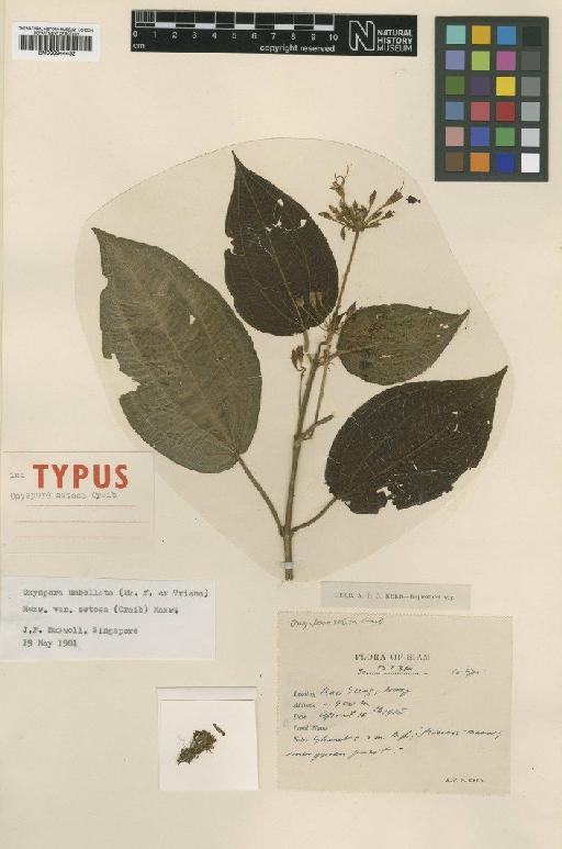 Oxyspora umbellata var. setosa (Craib) J.F.Maxwell - BM000944432