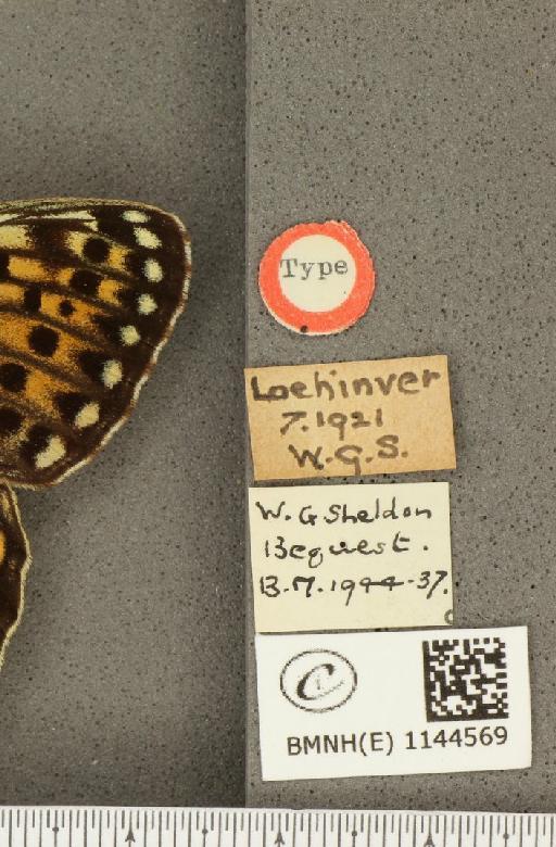 Argynnis aglaja f. scotica Watkins, 1923 - BMNHE_1144569_label_98408