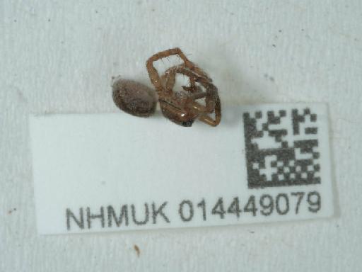 Trochosa terricola T.Thorell, 1856 - 014449079_2