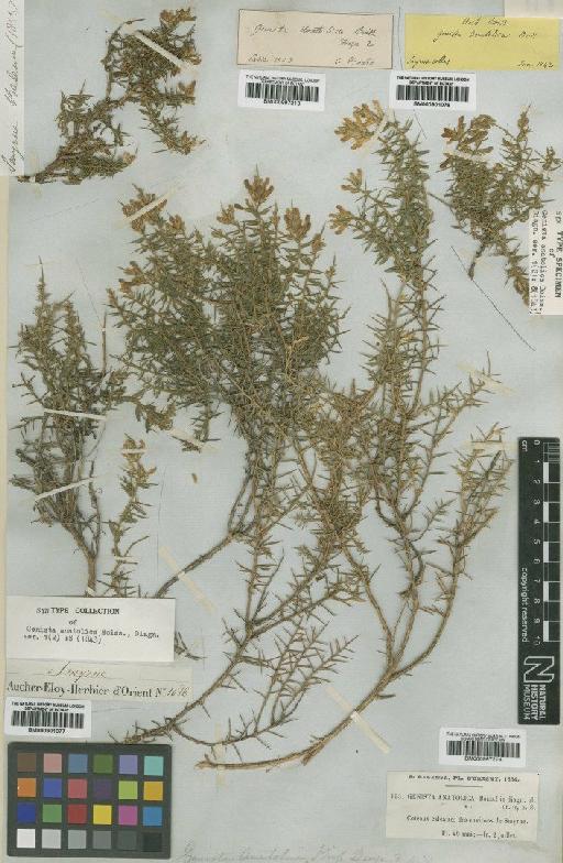 Genista anatolica Boiss - BM000997213