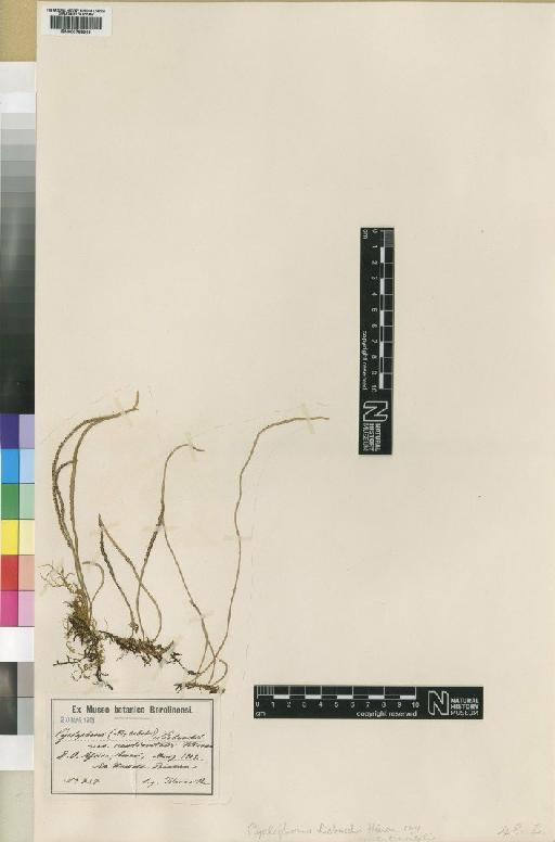 Pyrrosia schimperiana var. liebuschii (Hieron.) Hovenkamp - BM000785366