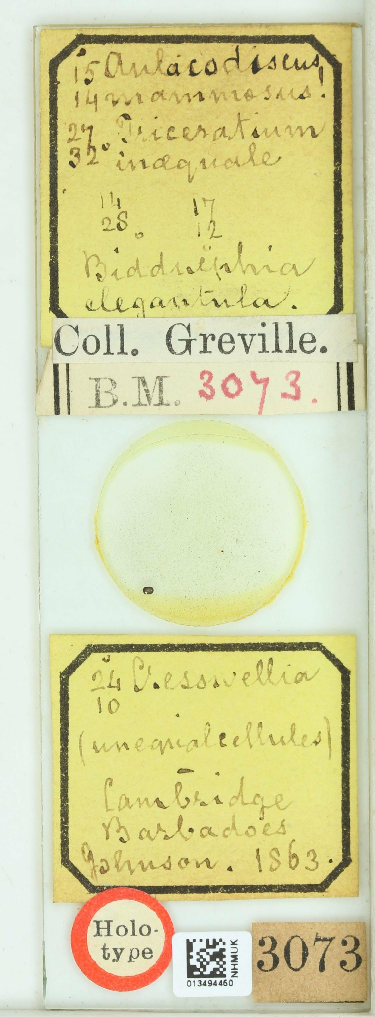 To NHMUK collection (Triceratium inaequale Grev.; HOLOTYPE; NHMUK:ecatalogue:4739443)