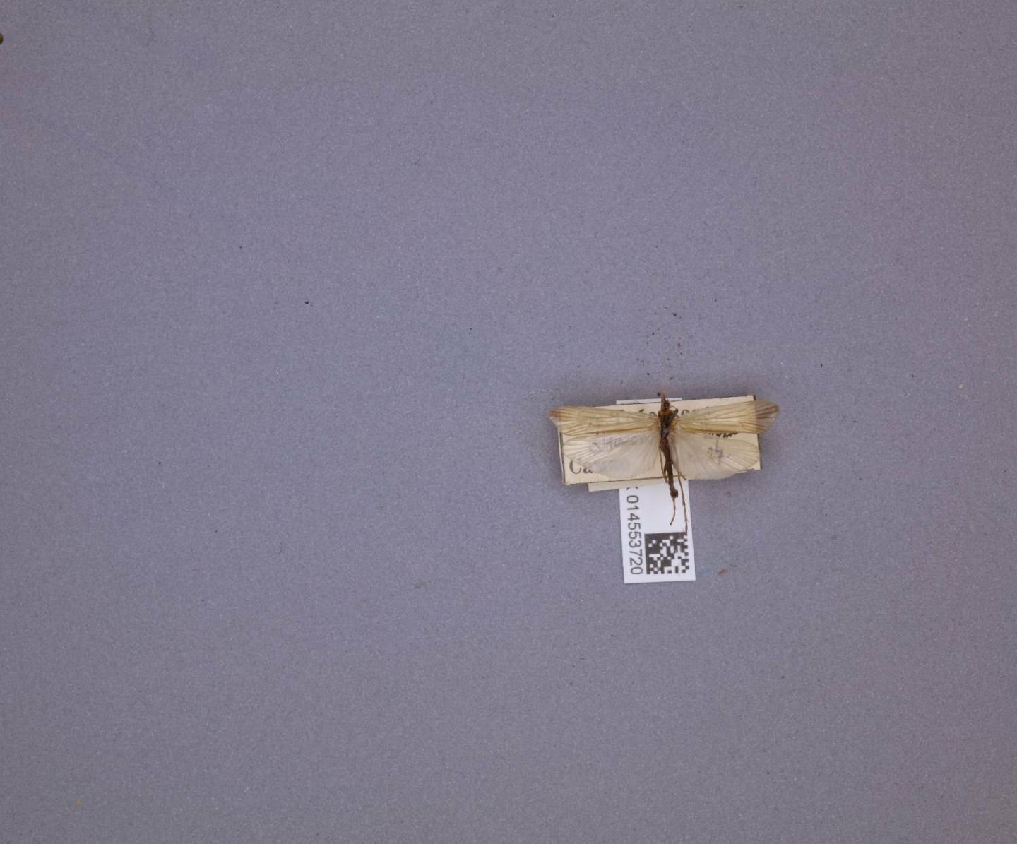 Limnephilus fuscinervis