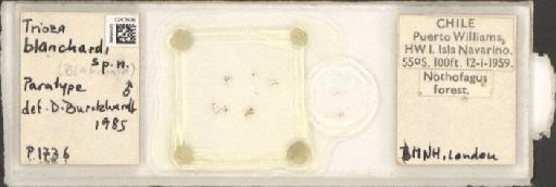 Trioza blanchardi Burckhardt, D., 1988 - BMNHE_1247606_1838