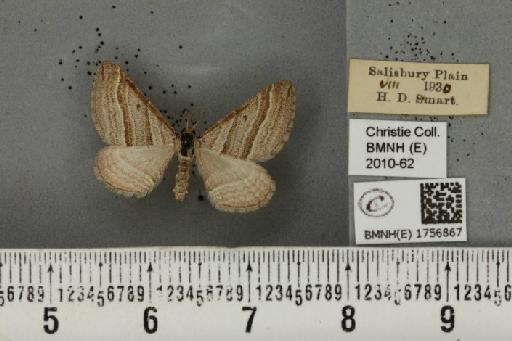 Phibalapteryx virgata (Hufnagel, 1767) - BMNHE_1756867_322122